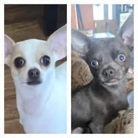 Harley, a female Chihuahua for sale in Mims, FL – Photo 4 of 5