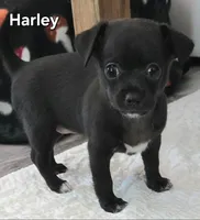 Harley, a female Chihuahua for sale in Mims, FL – Photo 2 of 5
