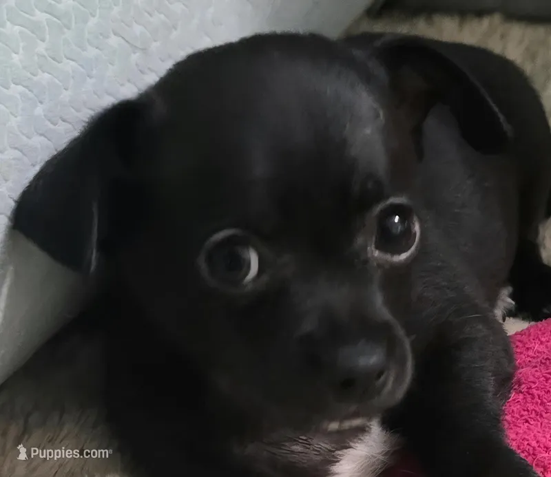 Harley – Chihuahua puppy for sale in Mims, FL