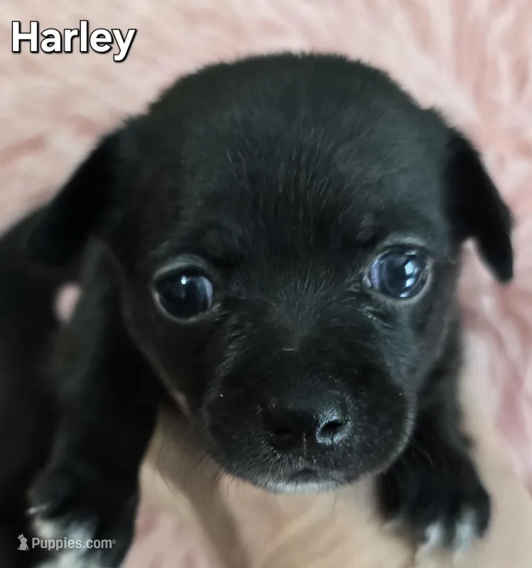 Harley – Chihuahua puppy for sale in Mims, FL