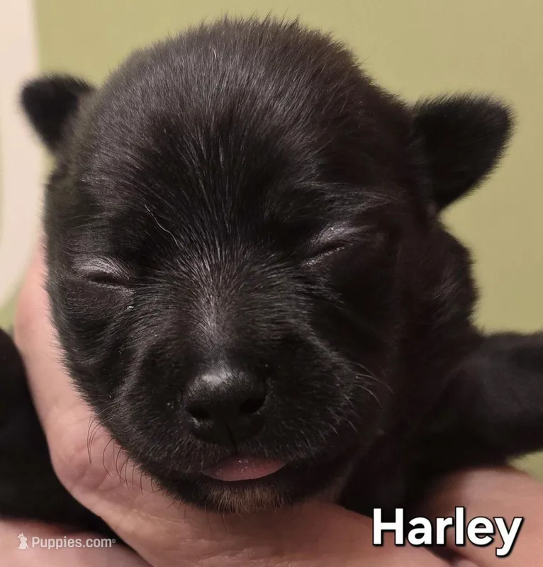 Harley – Chihuahua puppy for sale in Mims, FL