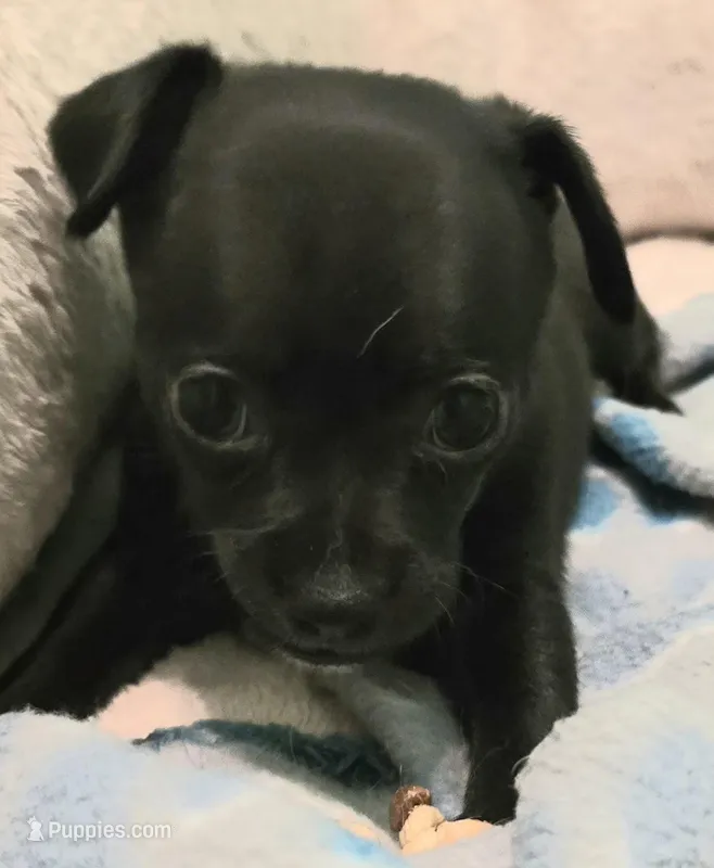 Harley – Chihuahua puppy for sale in Mims, FL