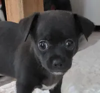 Harley, a female Chihuahua for sale in Mims, FL – Photo 1 of 5