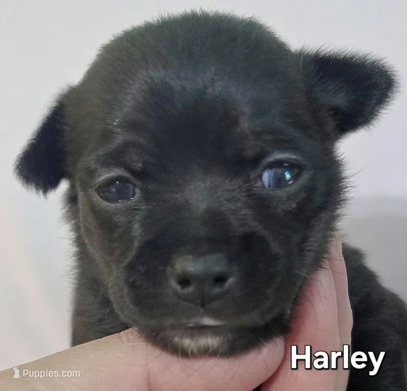 Harley – Chihuahua puppy for sale in Mims, FL