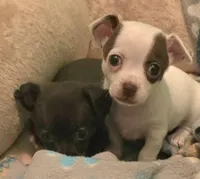 Harley, a female Chihuahua for sale in Mims, FL – Photo 3 of 5