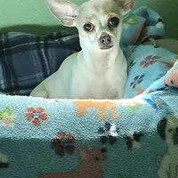 Harley, a female Chihuahua for sale in Mims, FL – Photo 5 of 5