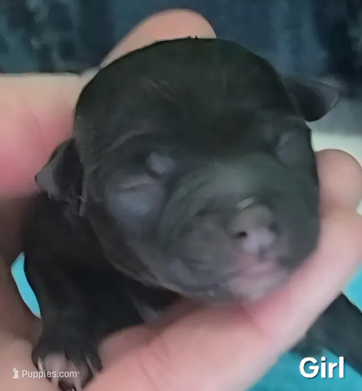 Harley, a female Chihuahua for sale in Mims, FL – Photo 1 of 4