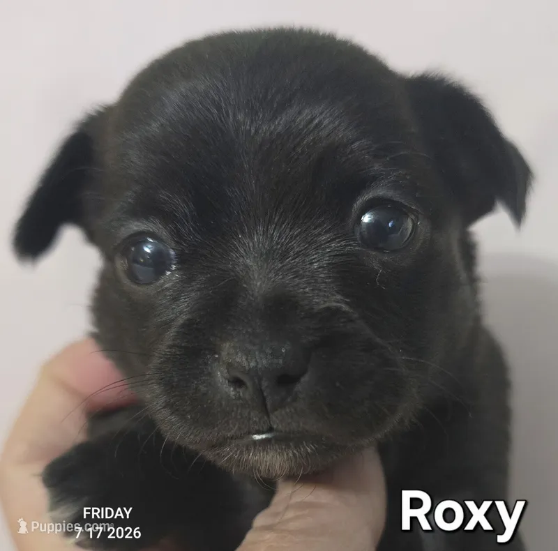 Roxy – Chihuahua puppy for sale in Mims, FL
