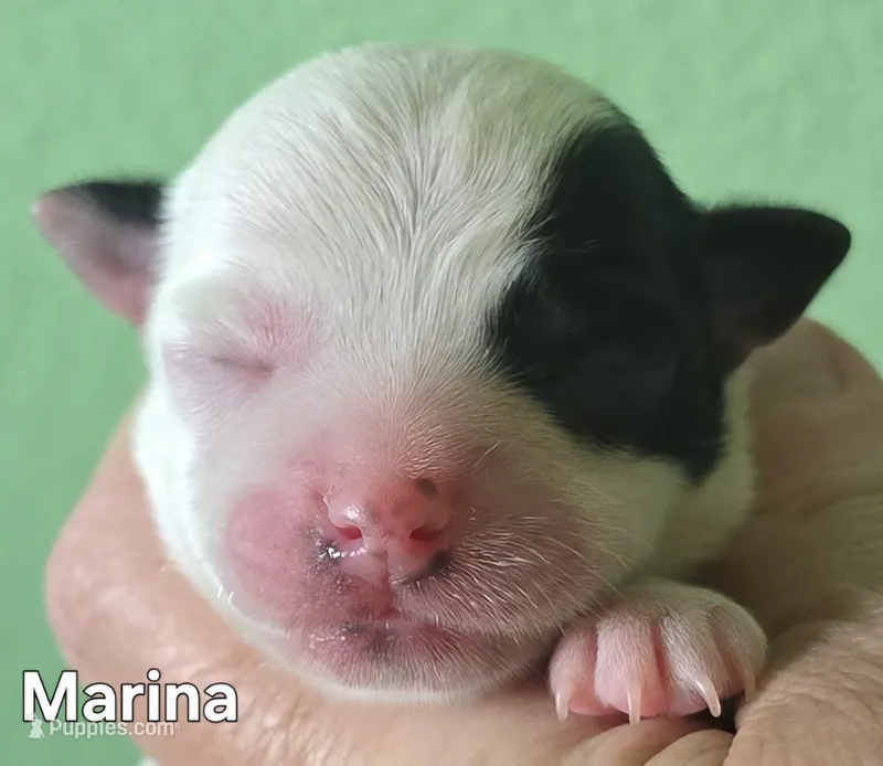 Marina – Chihuahua puppy for sale in Mims, FL