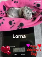 Lorna, a female Chihuahua for sale in Mims, FL – Photo 3 of 5