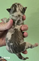 Lorna, a female Chihuahua for sale in Mims, FL – Photo 2 of 5