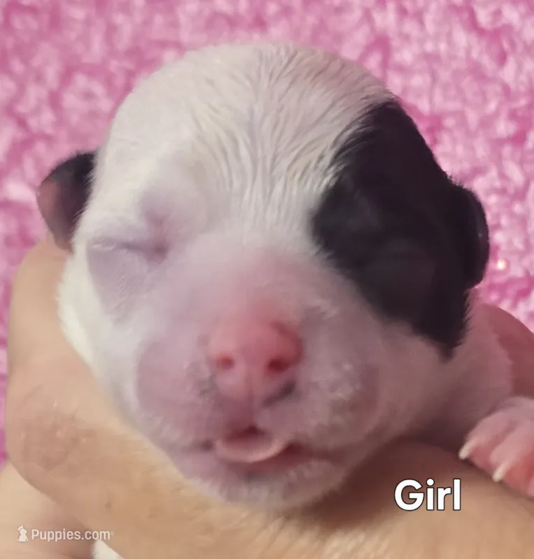 Marina, a female Chihuahua for sale in Mims, FL – 1 of 4