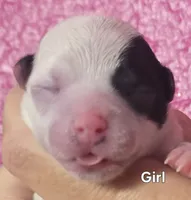 Marina, a female Chihuahua for sale in Mims, FL – 1 of 4