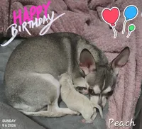 Peach, a female Chihuahua for sale in Mims, FL – 3 of 6