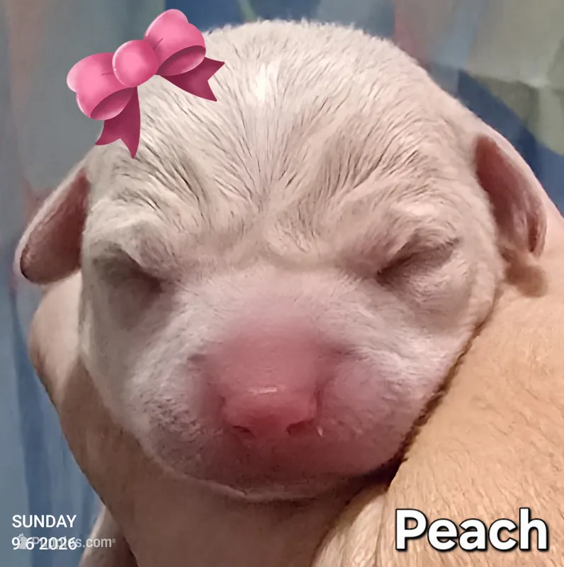 Peach – Chihuahua puppy for sale in Mims, FL