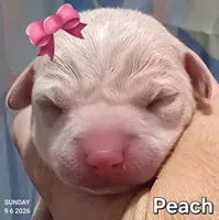 Peach, a female Chihuahua for sale in Mims, FL – 1 of 6