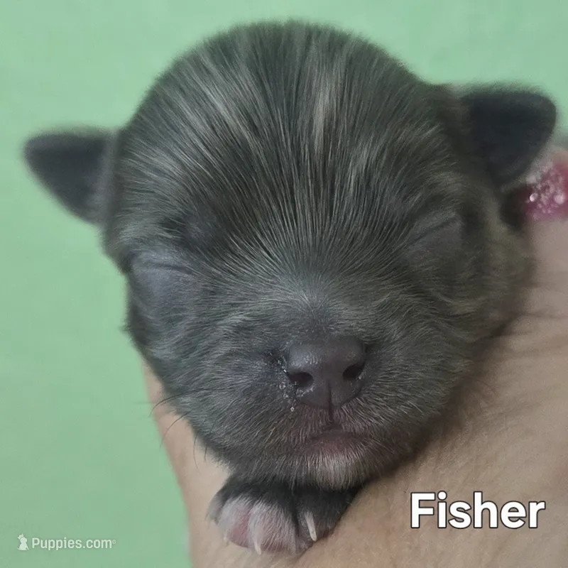 Fisher – Chihuahua puppy for sale in Mims, FL