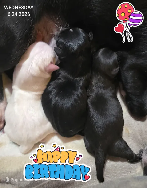 O'Neill – Chihuahua puppy for sale in Mims, FL