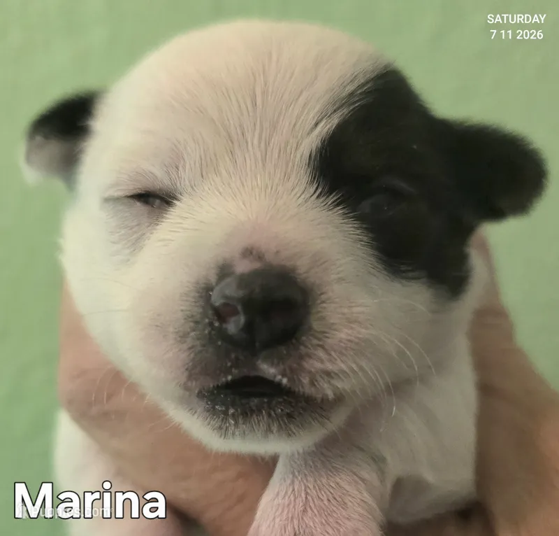 Marina – Chihuahua puppy for sale in Mims, FL