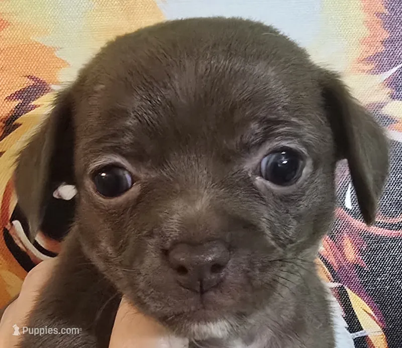 Moana – Chihuahua puppy for sale in Mims, FL