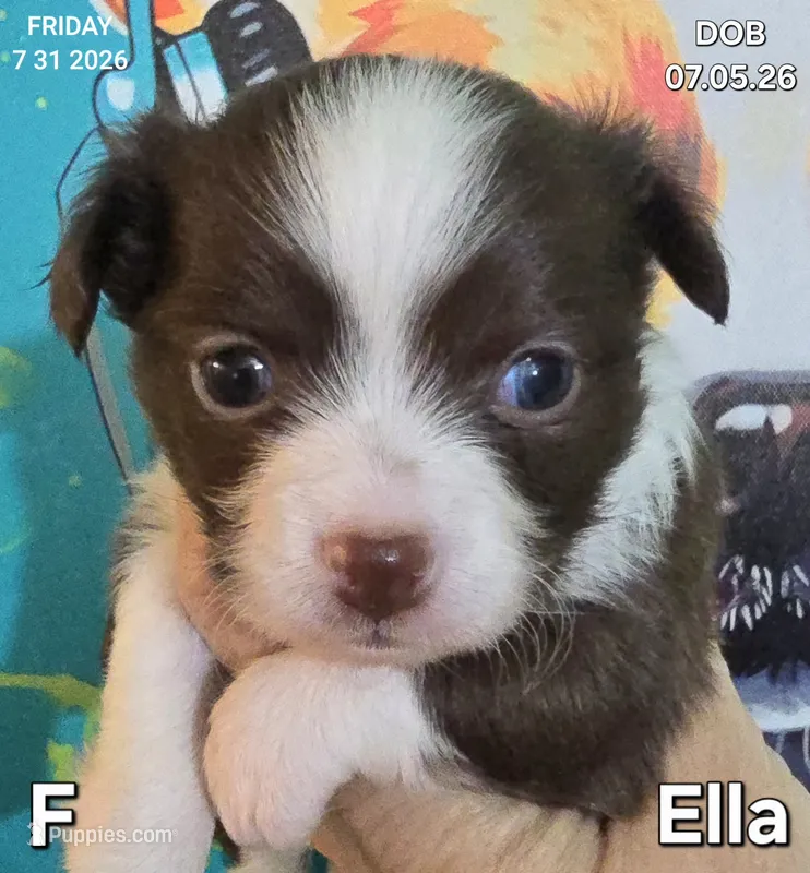 Ella – Chihuahua puppy for sale in Mims, FL