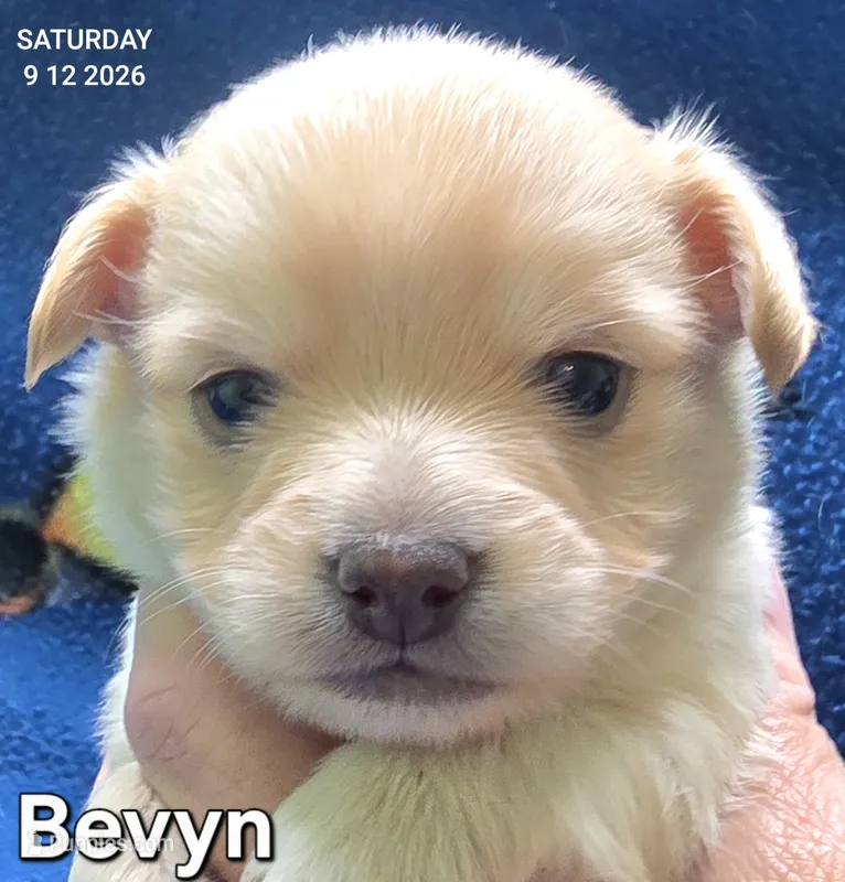 Bevyn – Chihuahua puppy for sale in Mims, FL