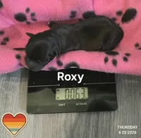 Roxy, a female Chihuahua for sale in Mims, FL – 4 of 6