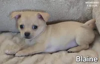 Blaine, a male Chihuahua for sale in Mims, FL – 5 of 10
