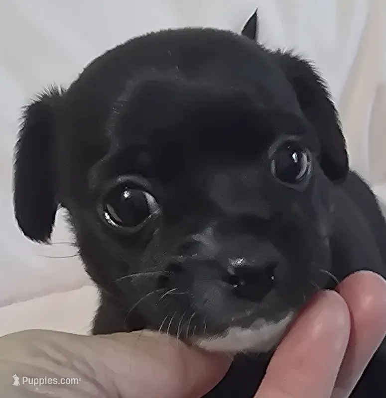 Roxy – Chihuahua puppy for sale in Mims, FL