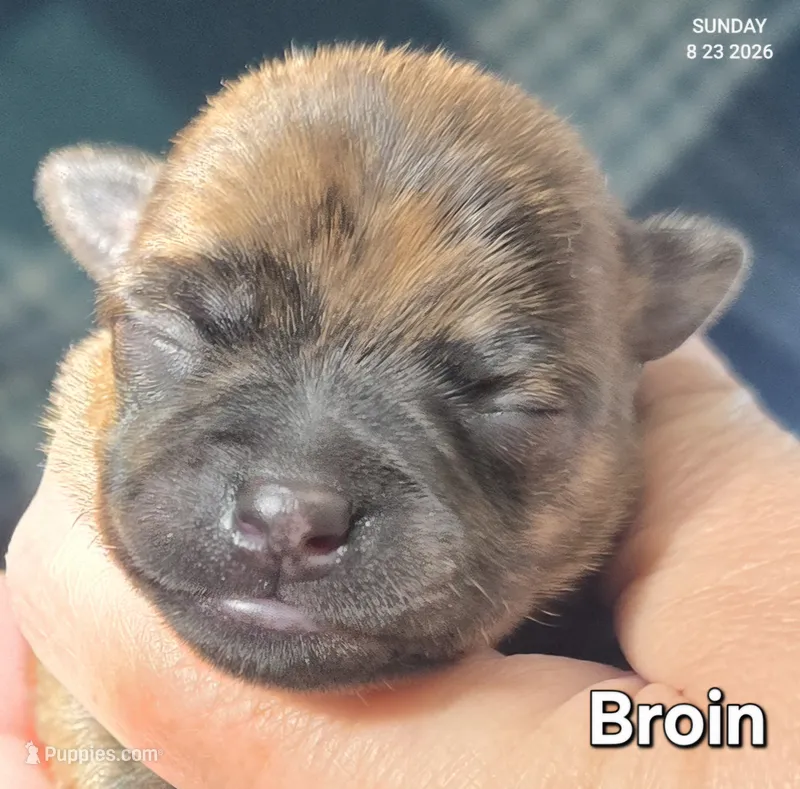 Broin – Chihuahua puppy for sale in Mims, FL