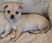 Blaine, a male Chihuahua for sale in Mims, FL – 7 of 10