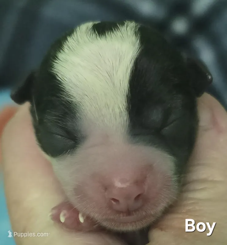 Piston, a male Chihuahua for sale in Mims, FL – Photo 1 of 4