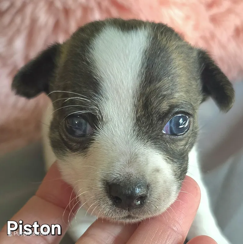 Piston – Chihuahua puppy for sale in Mims, FL