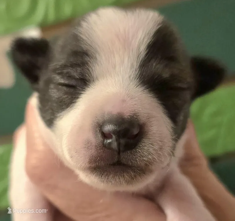 Piston – Chihuahua puppy for sale in Mims, FL