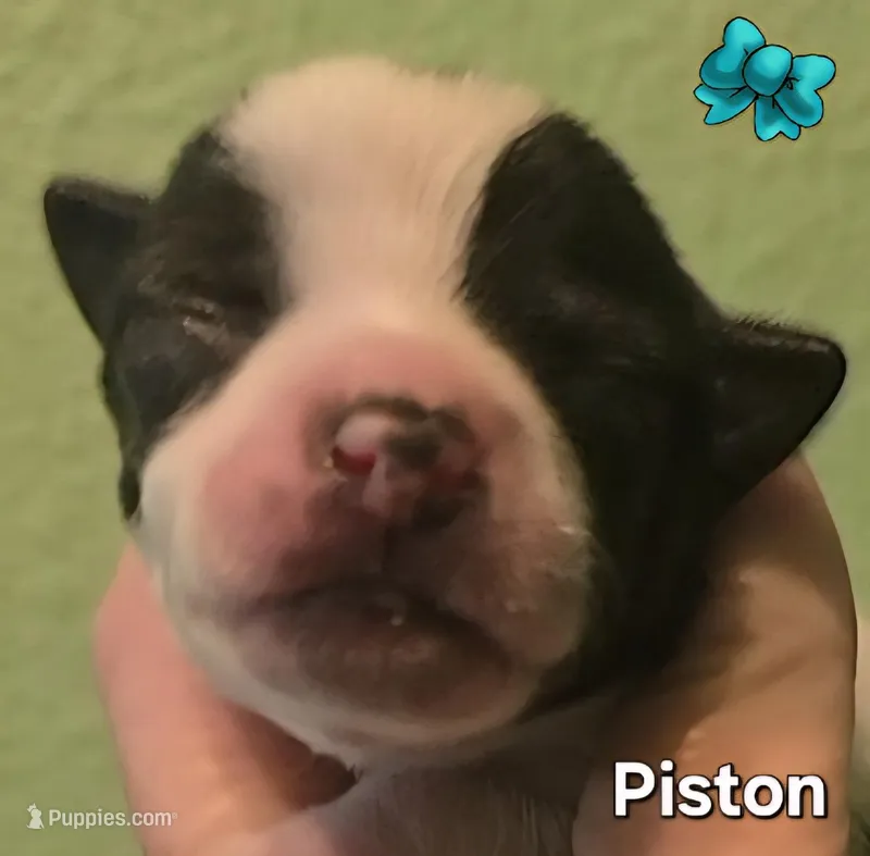 Piston