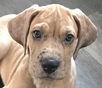 Romeo, a male Great Dane for sale in Mims, FL – Photo 2 of 7