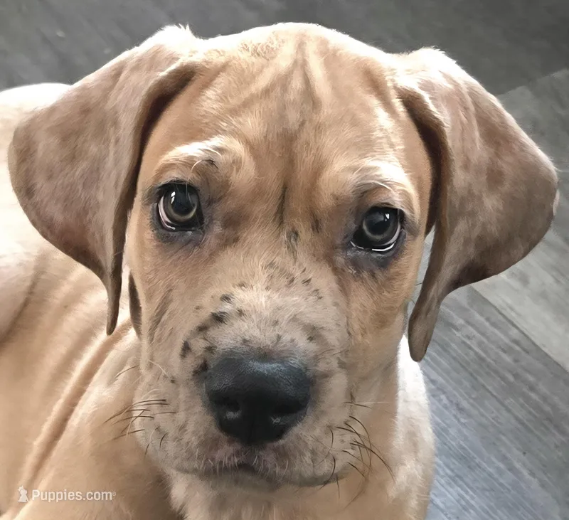 Romeo, a male Great Dane for sale in Mims, FL – Photo 1 of 7