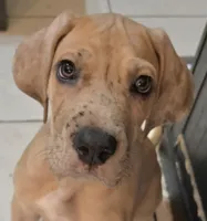 Romeo, a male Great Dane for sale in Mims, FL – Photo 6 of 7