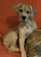 Romeo, a male Great Dane for sale in Mims, FL – Photo 7 of 7