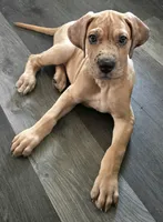 Romeo, a male Great Dane for sale in Mims, FL – Photo 5 of 7