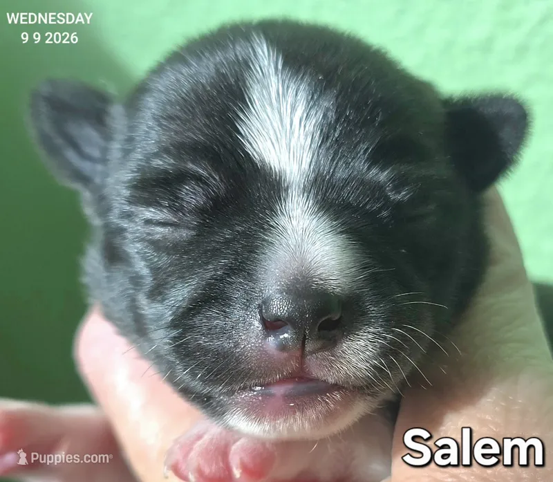 Salem – Chihuahua puppy for sale in Mims, FL