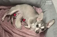 Peach, a female Chihuahua for sale in Mims, FL – 4 of 6