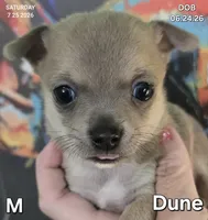 Dune, a male Chihuahua for sale in Mims, FL – 2 of 8