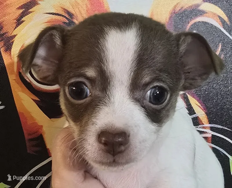 Reef – Chihuahua puppy for sale in Mims, FL