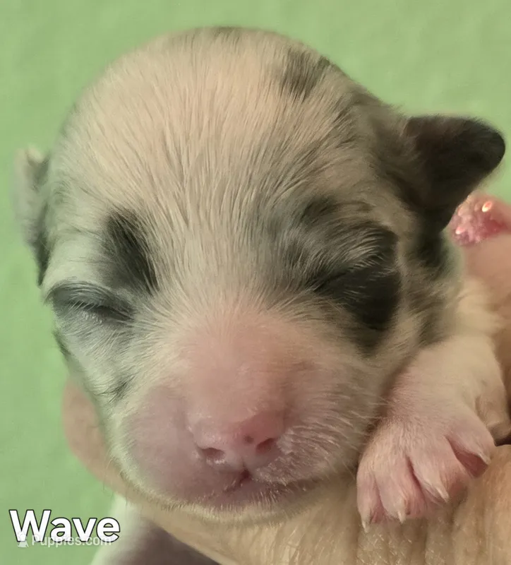 Wave – Chihuahua puppy for sale in Mims, FL
