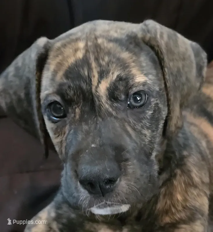 Amora – Great Dane puppy for sale in Mims, FL