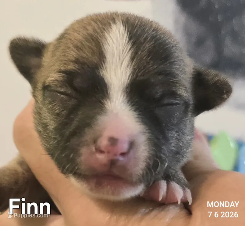 Finn – Chihuahua puppy for sale in Mims, FL