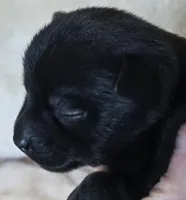 Coal, a male Chihuahua for sale in Mims, FL – 2 of 6