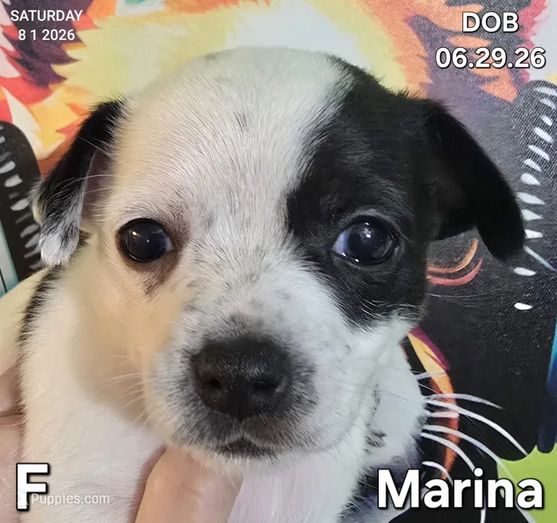 Marina – Chihuahua puppy for sale in Mims, FL