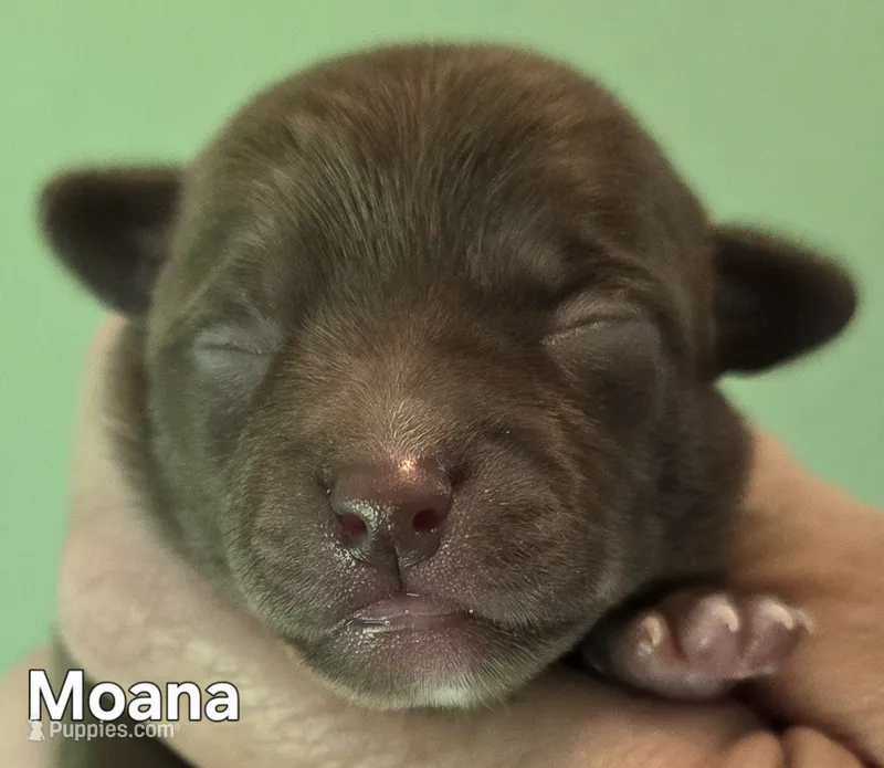 Moana – Chihuahua puppy for sale in Mims, FL